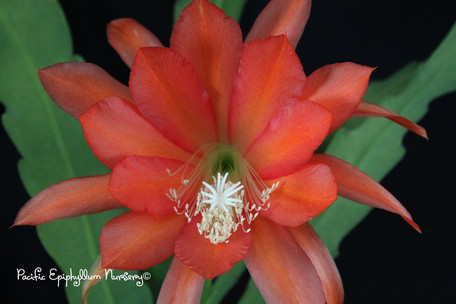 Epiphyllum - Bos N' Hartford