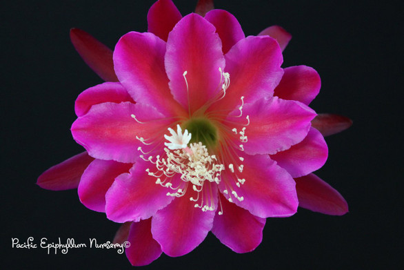 Epiphyllum Blackamore