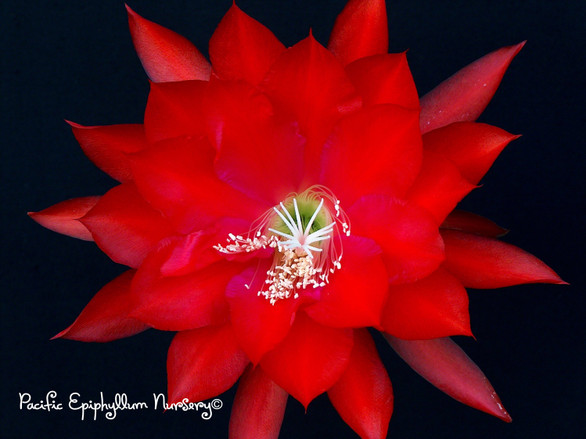 Epiphyllum Argentina