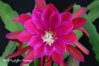Epiphyllum - Aztec Treasure