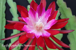 Epiphyllum Bertha T. Loose