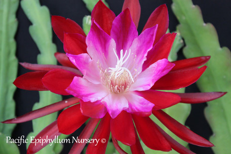 Epiphyllum Bertha T. Loose