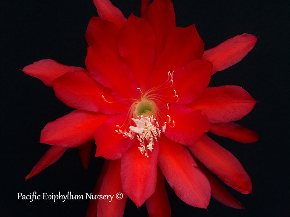 Epiphyllum Hot Lava