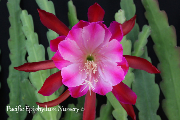 Epiphyllum Red Monarch
