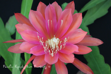 Epiphyllum Plant - Tequila Sunrise