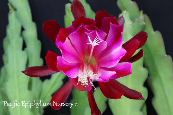 Epiphyllum Eruption