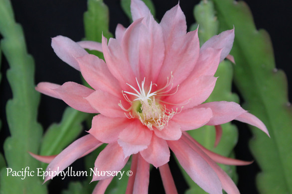 Epiphyllum Incognito