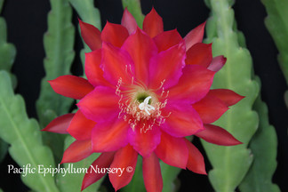 Epiphyllum Copal
