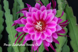 Epiphyllum Camp Robber