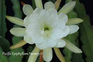 Epiphyllum Carbon County
