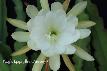 Epiphyllum Carbon County