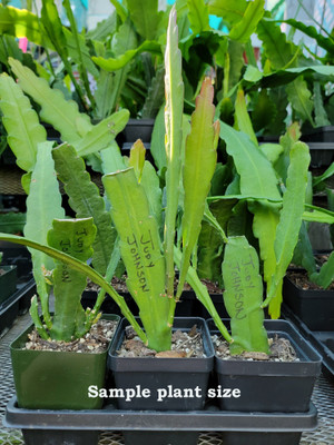 epiphyllum plants for sale
