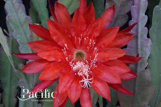Epiphyllum flower