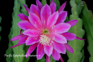 Epiphyllum Queens Choice