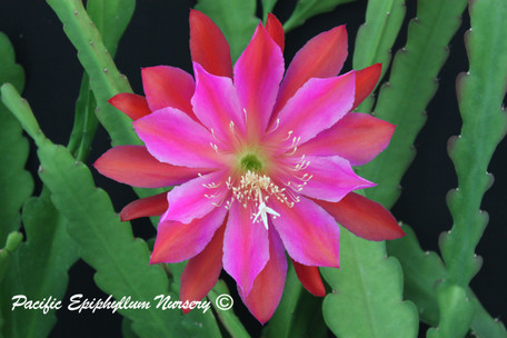 Epiphyllum Saint Tropaz