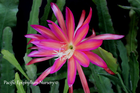 Epiphyllum flower Irette