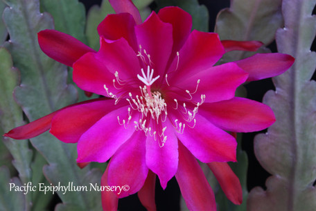 Epiphyllum Viva Espana