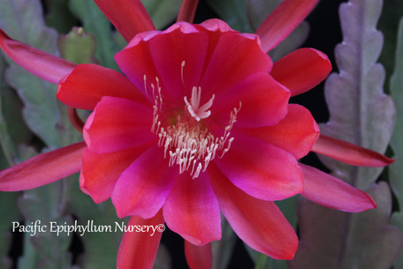 Epiphyllum H.M. Wegener
