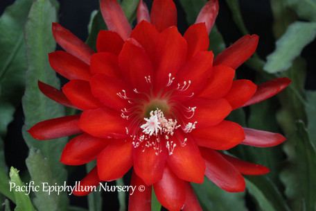 Epiphyllum Tijuana Brass