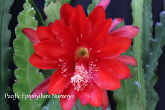 Epiphyllum Bold Redemption