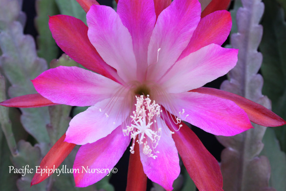 Epiphyllum Wild Thing