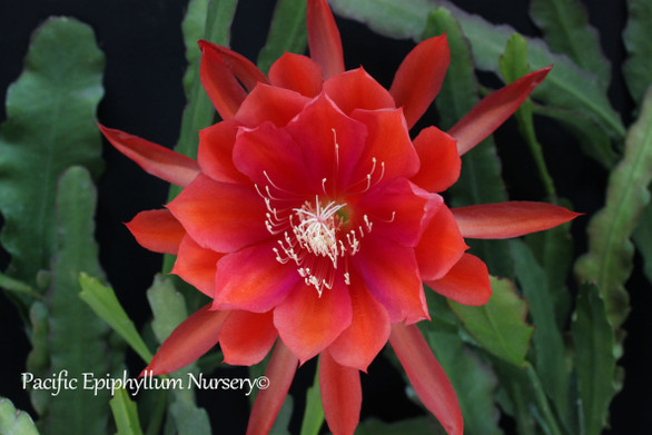 Epiphyllum Oranchacha