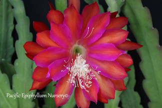 Epiphyllum Bandolero