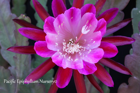 Epiphyllum Emmett Kelly