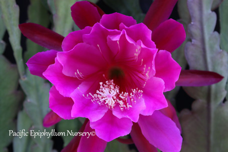 Epiphyllum Erica Sores