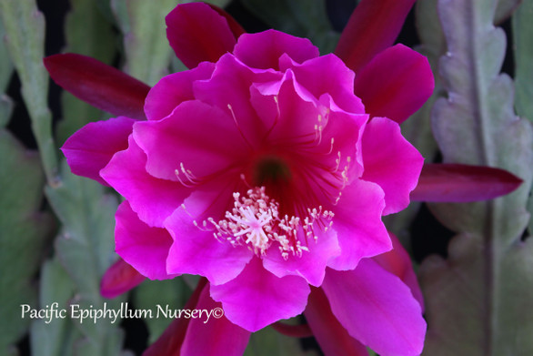 Epiphyllum Erica Sores