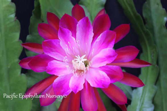 Epiphyllum flying silk