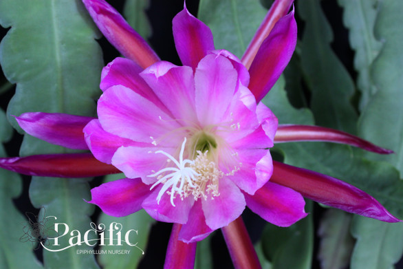 Epiphyllum High Noon