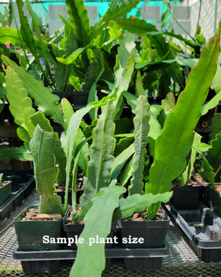 Epiphyllum plants for sale