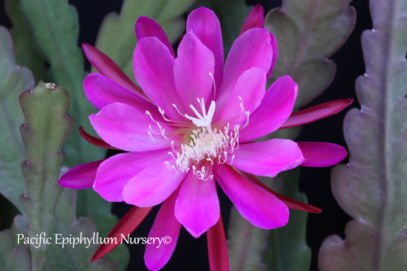 Epiphyllum Imperator