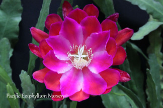 Iguazu Falls (Rooted Epiphyllum Plant) Pacific Epiphyllum Nursery