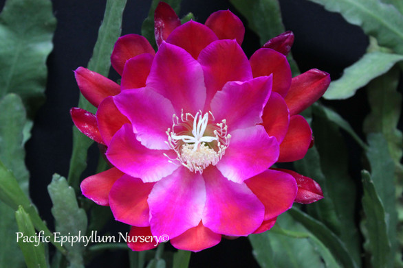Iguazu Falls (Rooted Epiphyllum Plant) Pacific Epiphyllum Nursery