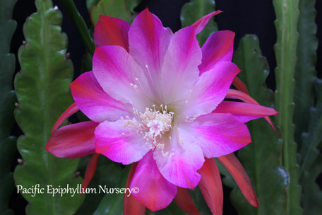 Epiphyllum Instant Karma