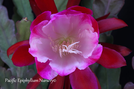 Epiphyllum Luminous