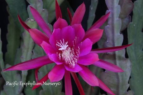 Epiphyllum Movie Star