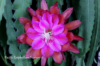 Epiphyllum Marmalade Punch
