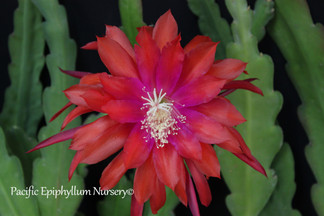 Epiphyllum Rococo