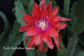 Epiphyllum Tracadero