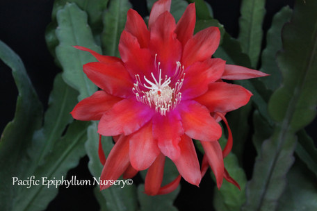 Epiphyllum Tracadero