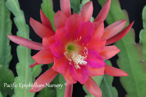 Epiphyllum Warm Remembrance