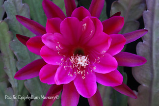 Epiphyllum Timeless