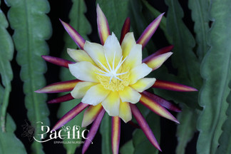 Epiphyllum Flower