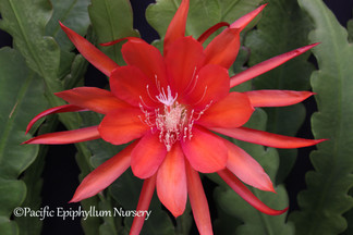 Epiphyllum Tele