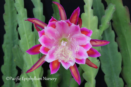 Epiphyllum It's magic