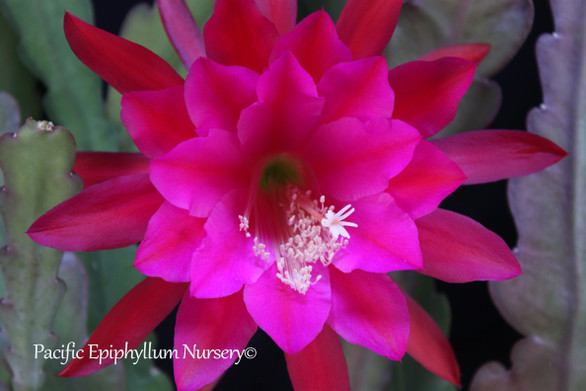 Epiphyllum