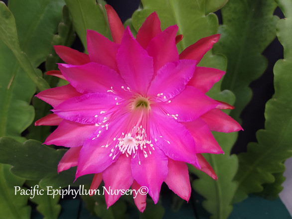 Epiphyllum Claritys Tosser